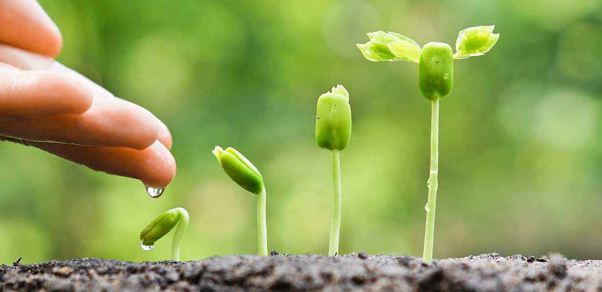 Foto: Stimmungsbild: Pflanzen